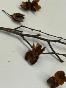 IMG-20250924-WA0029